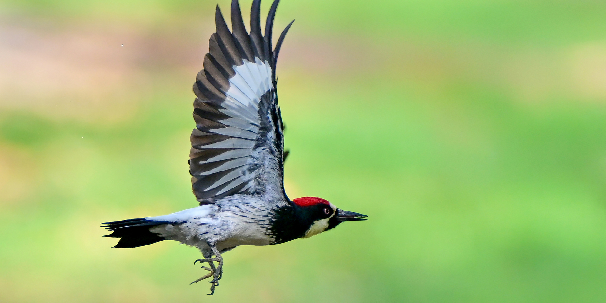 width=100% Obiektyw Laowa C-Dreamer 200 mm f/2 AF FF do Canon EF