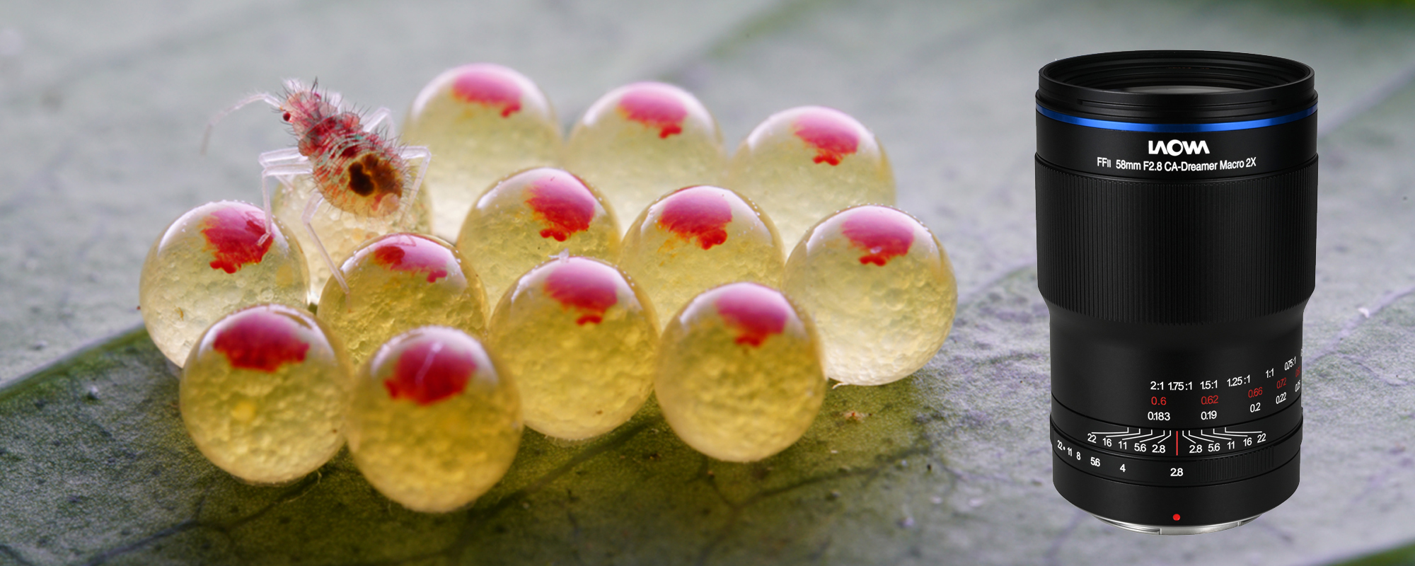 Obiektyw Venus Optics Laowa 58 mm f/2,8 2x Ultra Macro APO do Nikon Z