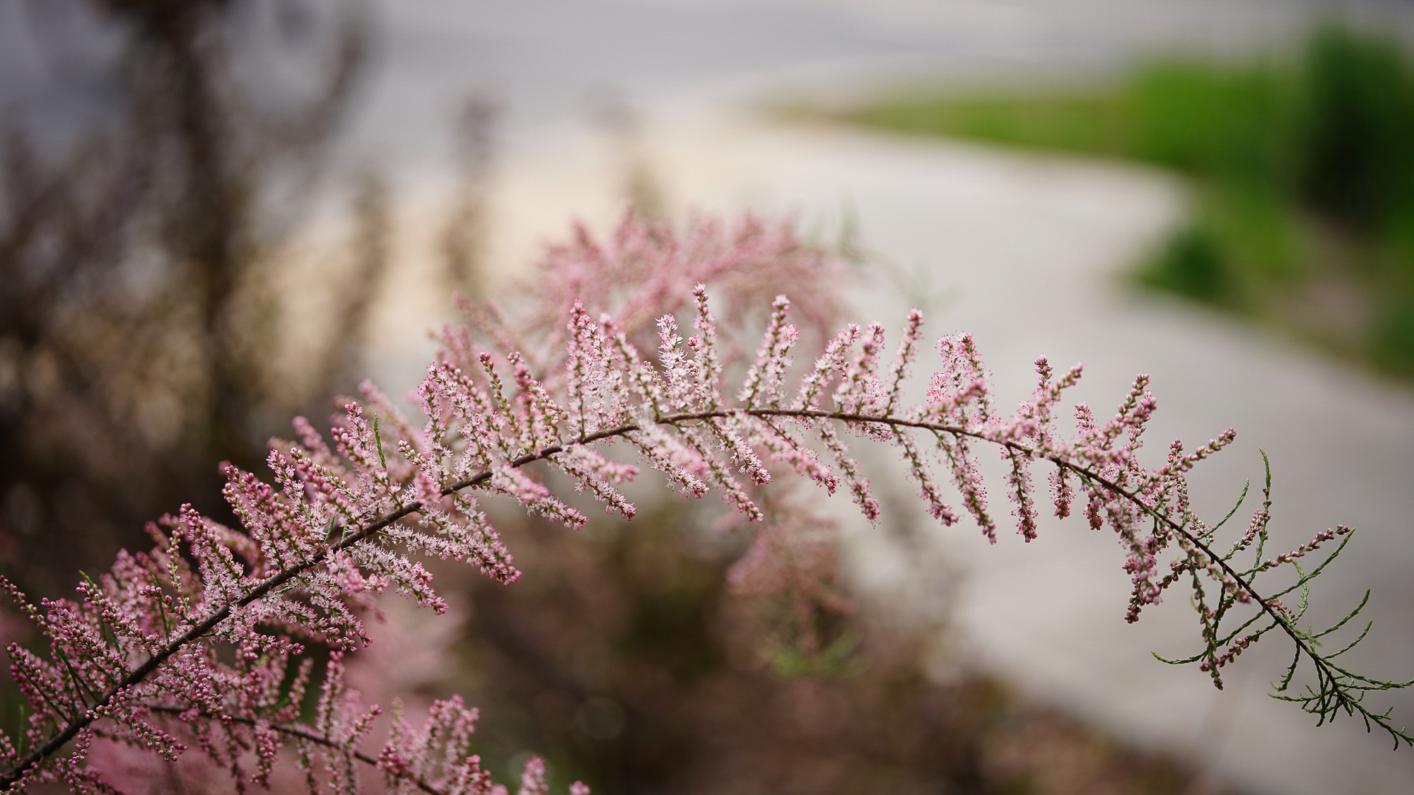 Obiektyw Voigtlander APO Lanthar II 50 mm f/2,0 do Nikon Z