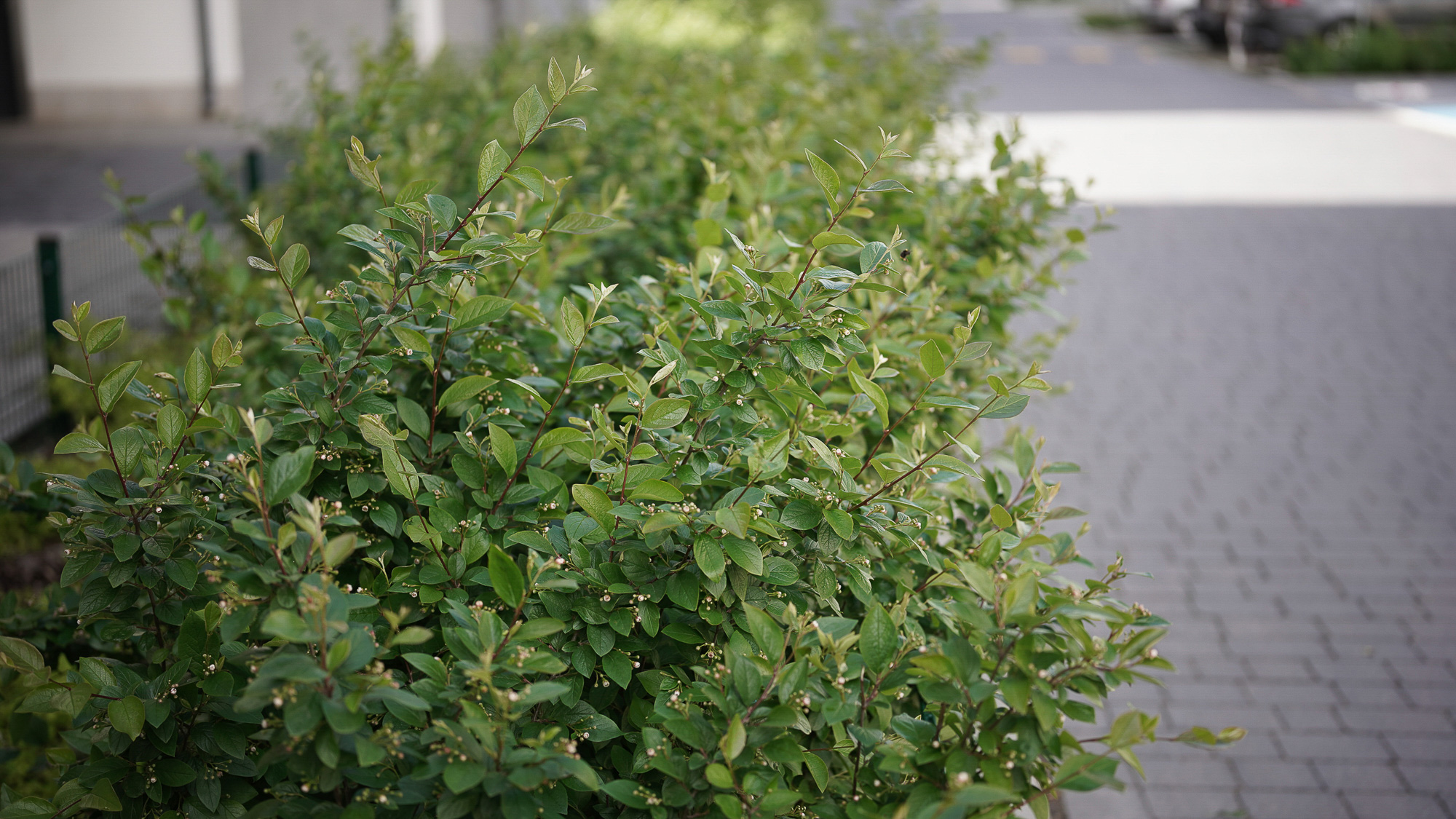 Obiektyw Voigtlander APO Lanthar II 50 mm f/2,0 do Nikon Z