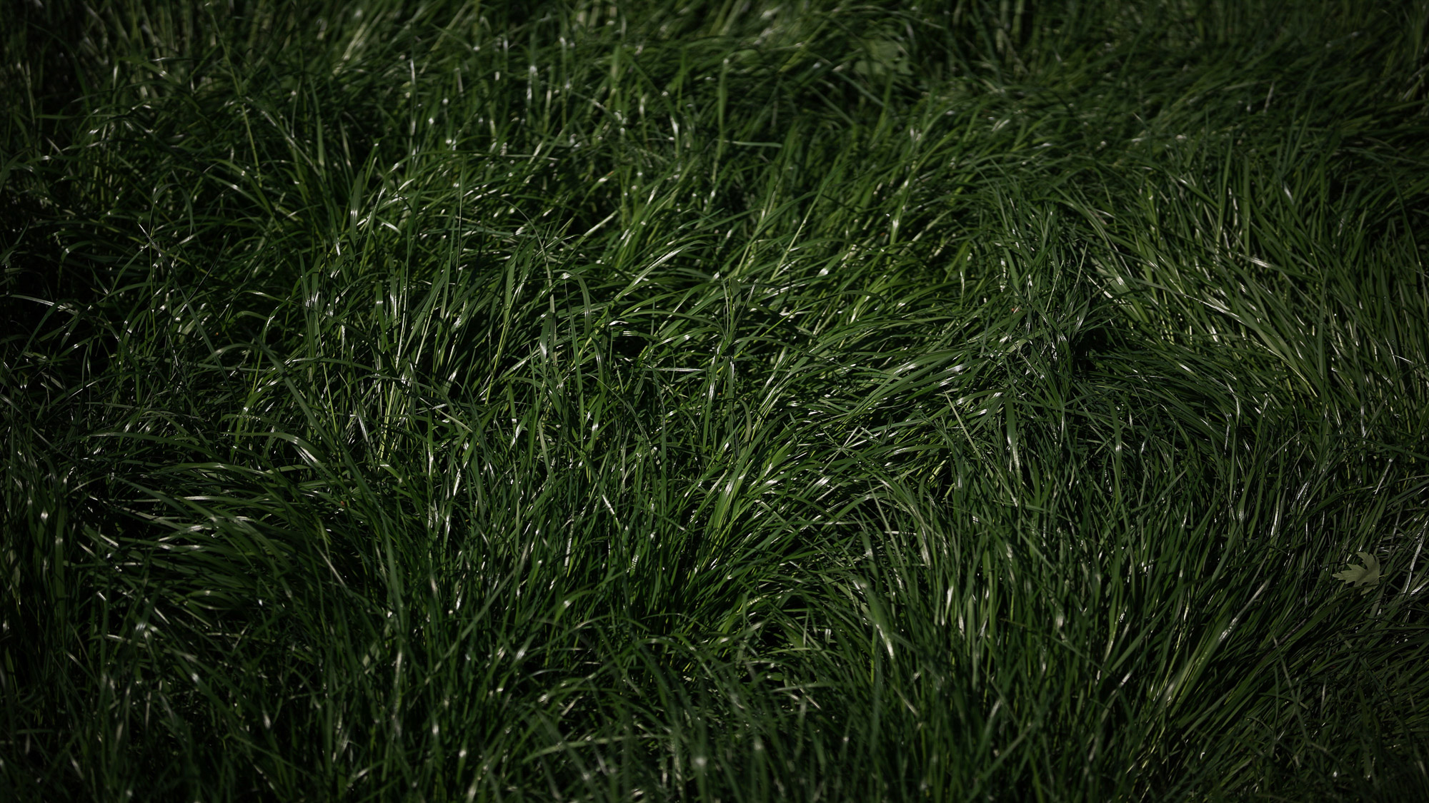 Obiektyw Voigtlander APO Lanthar II 50 mm f/2,0 do Nikon Z