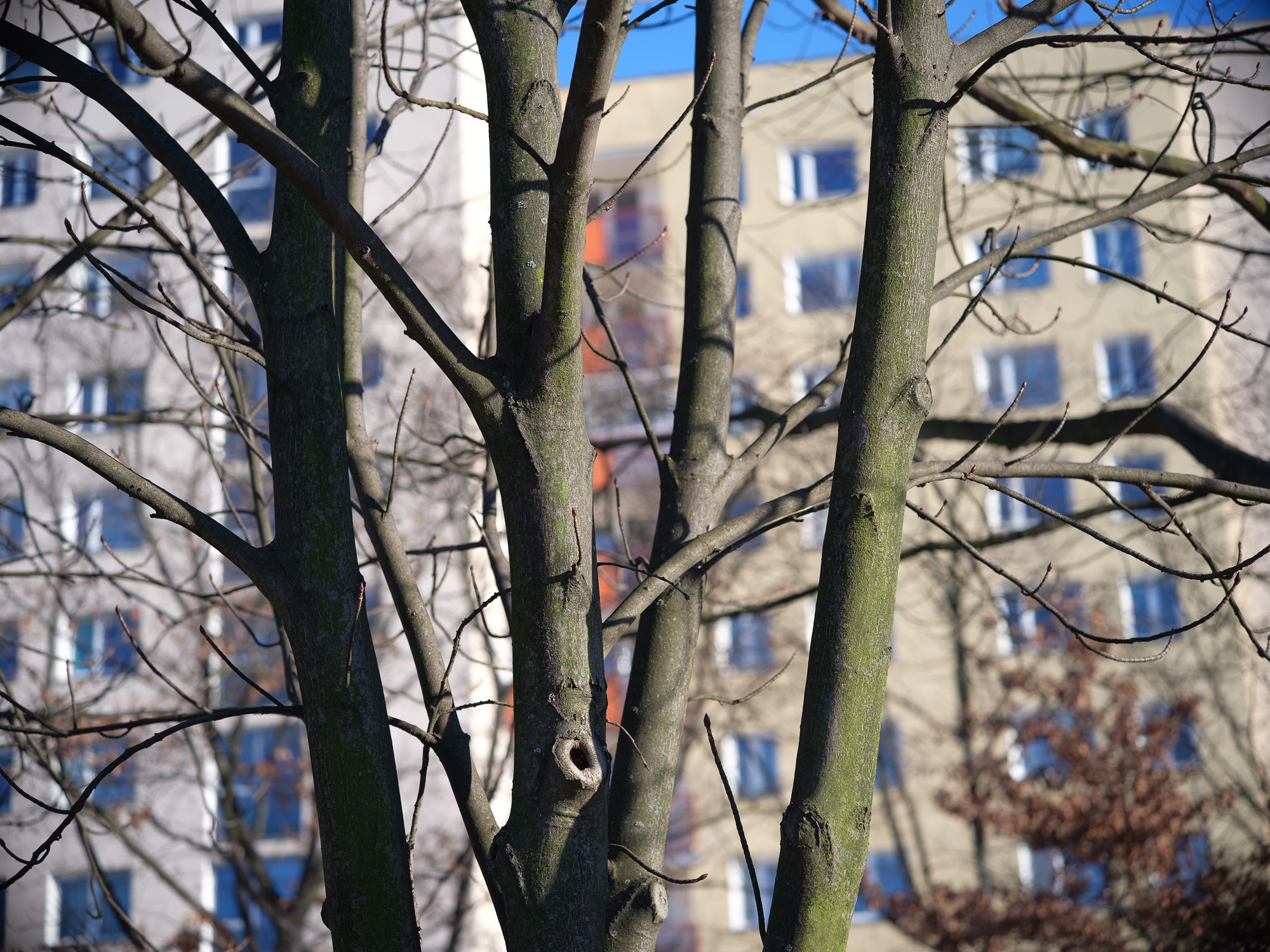 Zdjęcie przykładowe - Obiektyw Voigtlander APO Skopar 90 mm f/2,8 do Leica M na aparacie średnioformatowym