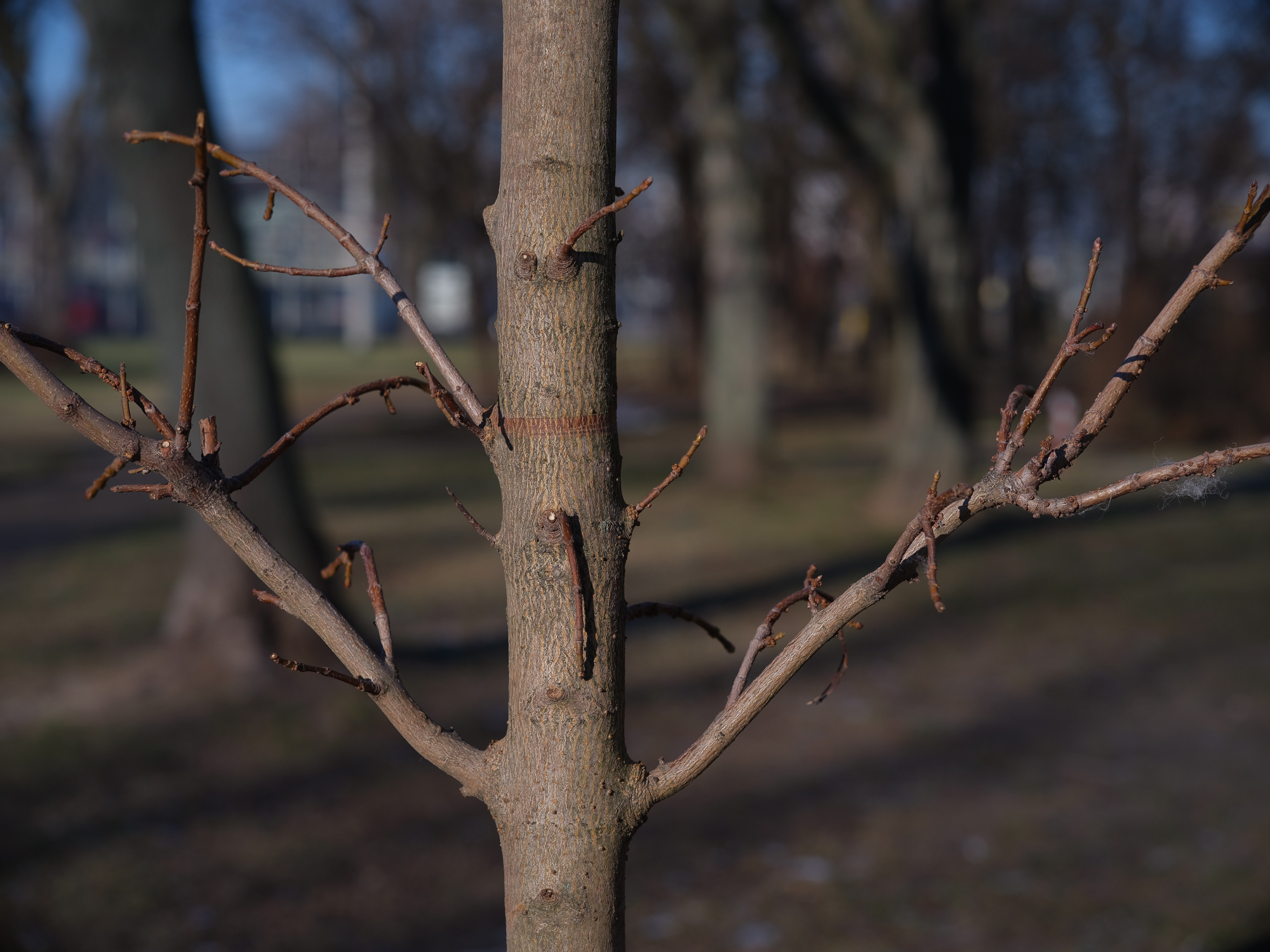 Zdjęcie przykładowe - Obiektyw Voigtlander APO Skopar 90 mm f/2,8 do Leica M na aparacie średnioformatowym