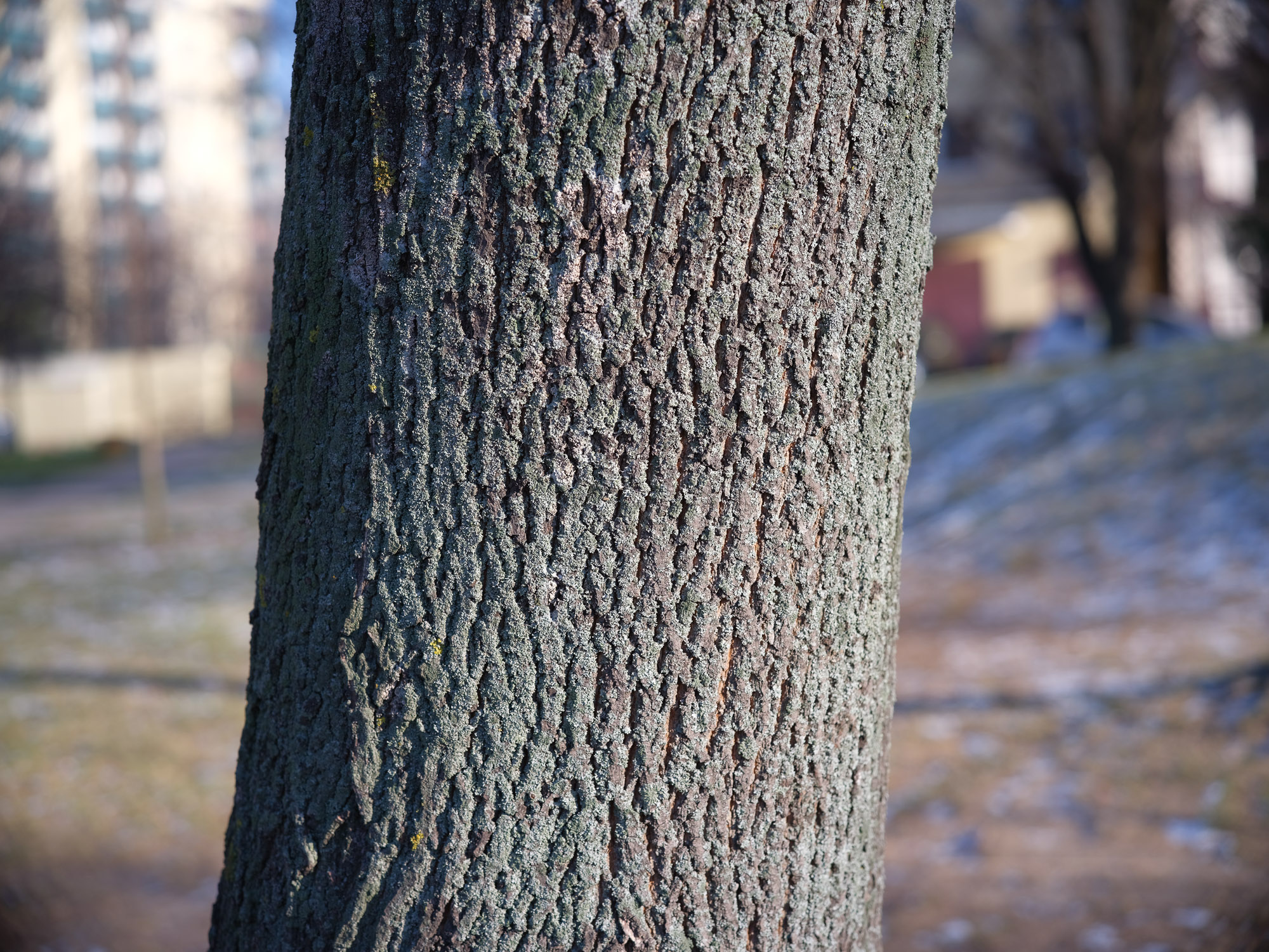 Sample Photo - Voigtlander APO Skopar 90 mm f/2.8 lens for Leica M on a medium format camera