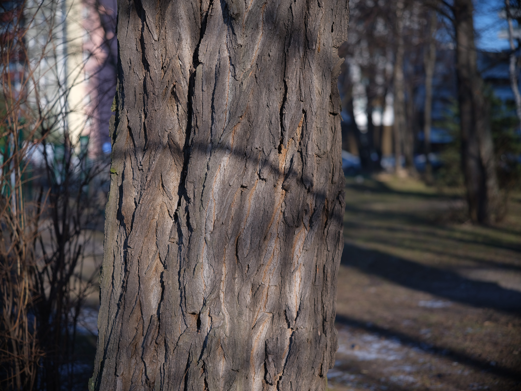 Zdjęcie przykładowe - Obiektyw Voigtlander APO Skopar 90 mm f/2,8 do Leica M na aparacie średnioformatowym