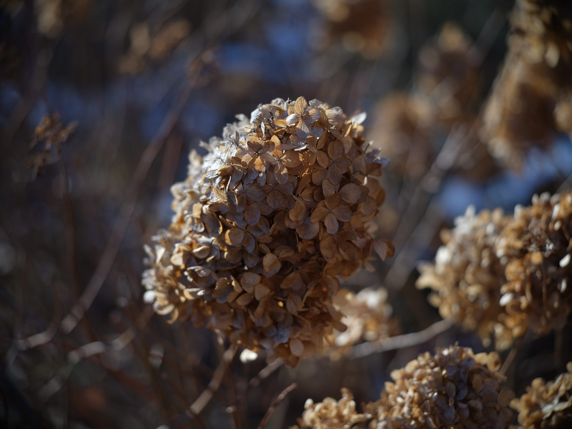 Sample Photo - Voigtlander APO Skopar 90 mm f/2.8 lens for Leica M on a medium format camera