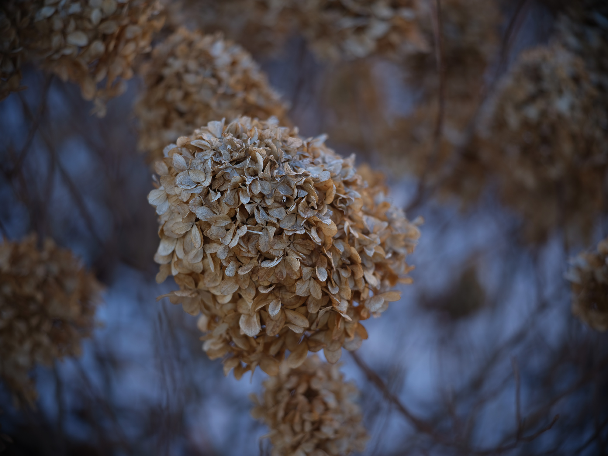 Zdjęcie przykładowe - Obiektyw Voigtlander APO Skopar 90 mm f/2,8 do Leica M na aparacie średnioformatowym