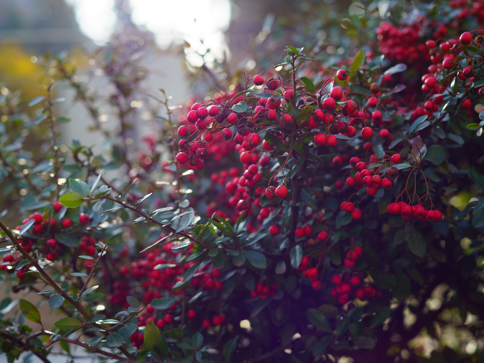 Zdjecia przykładowe - Obiektyw Voigtlander Nokton II 50 mm f/1,5 do Leica M