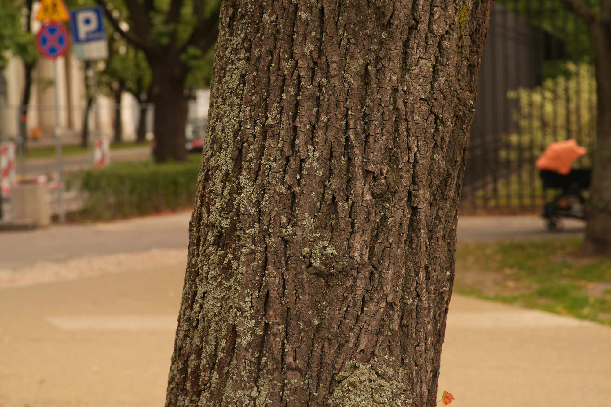 Obiektyw Voigtlander Portrait Heliar 75 mm f/1,8 do Canon RF